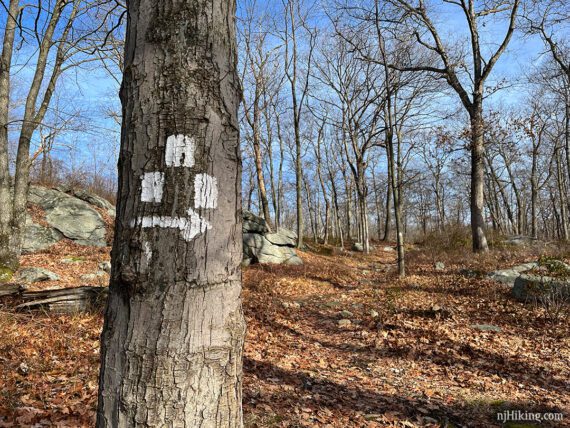 Three white rectangles and an arrow marker point right on a tree trunk.