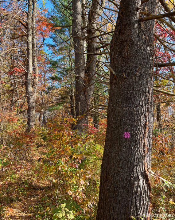 Pink marker on a thick evergreen tree next to a narrow trail.
