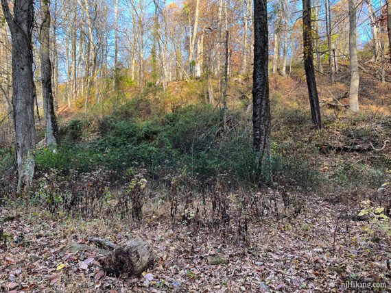 Foundation remains faintly visible under vegetation overgrowth.