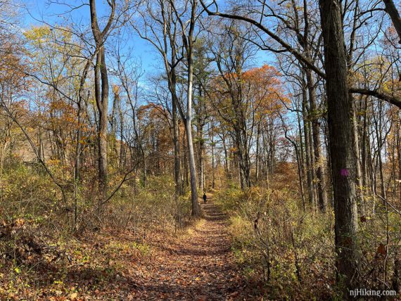 Hiker in the distance on a flat trail.