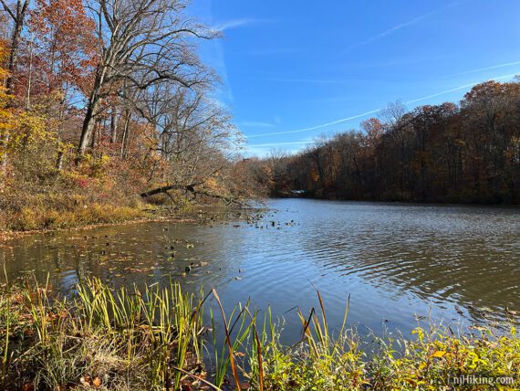 View of a lake with green foliage in the foreground and a blue sky.