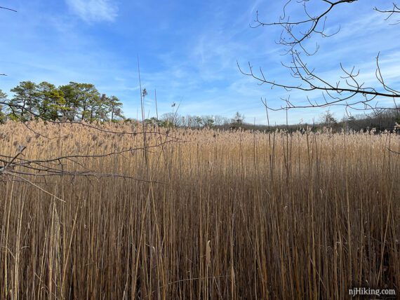 Tall marsh grasses with a bright blue sky overhead.