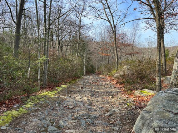 Wide very rocky woods road.