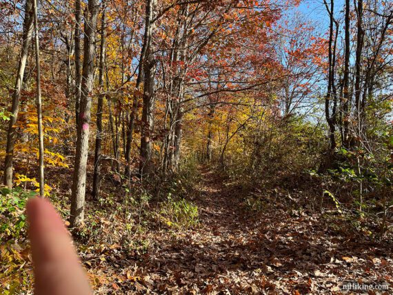 Finger indicating the pink trail making an easy to miss left turn.