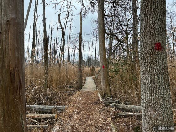 Red markers on trees before a boardwalk trail.