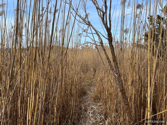 Narrow opening in tall reeds that leads to a trail.