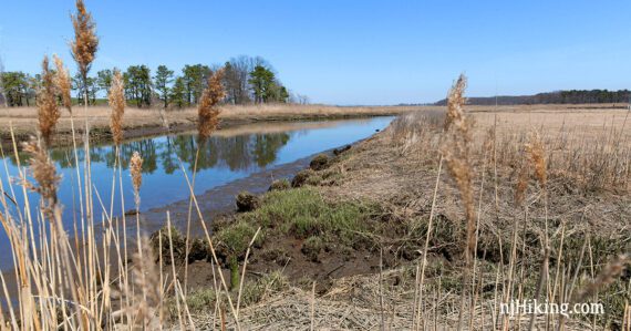 Cheesequake Creek with reeds in the foreground.