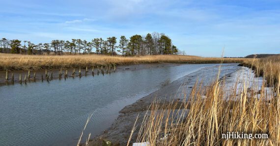 Tall reeds next to a creek with old wooden dock pilings sticking up.