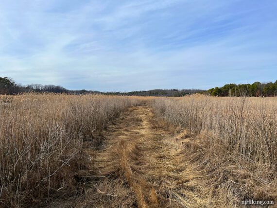 Wide path of flattened grasses.