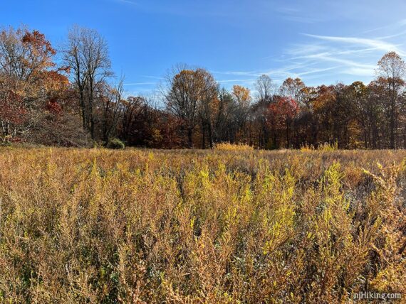 Golden yellow and rust colored field with trees in the background.