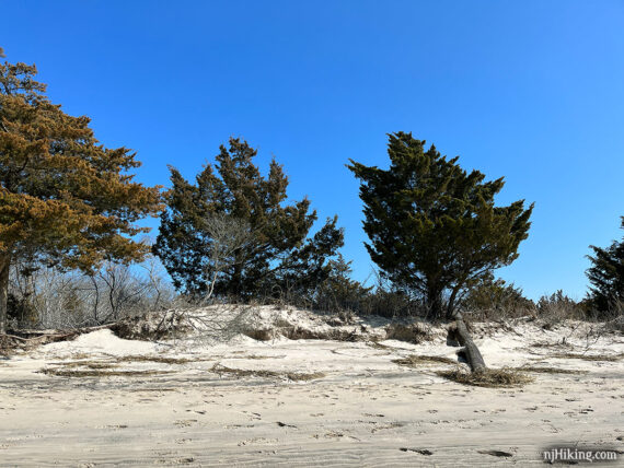 Shhort evergreen trees on a sand dune.