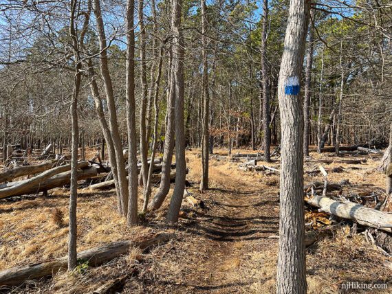 Blue and white trail marker on a tree.