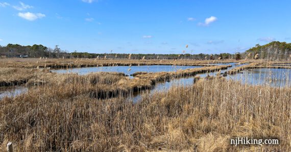 Wet marshy area with reeds and fluffy white clouds in a blue sky.