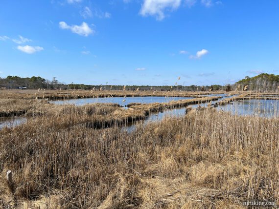 Water in a marsh with a bright blue sky overhead.