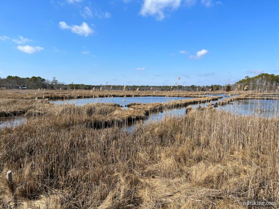 Water in a marsh with a bright blue sky overhead.