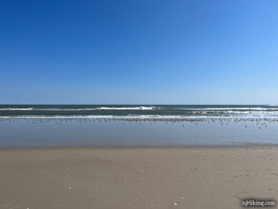 Beach with birds at the waters edge.