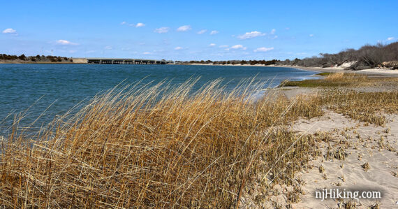 Blue bay with windswept grasses at the edge of a beach.