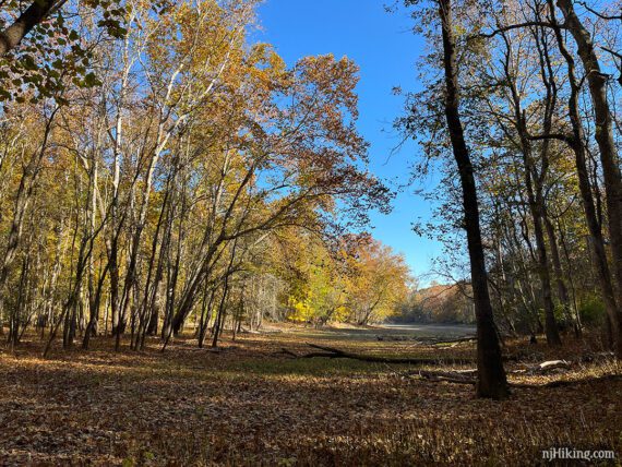 Wide open area where a pond would be.