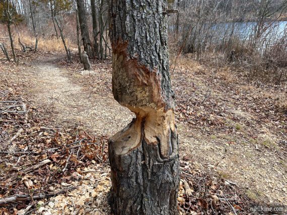 Tree gnawed half-way through by a beaver.