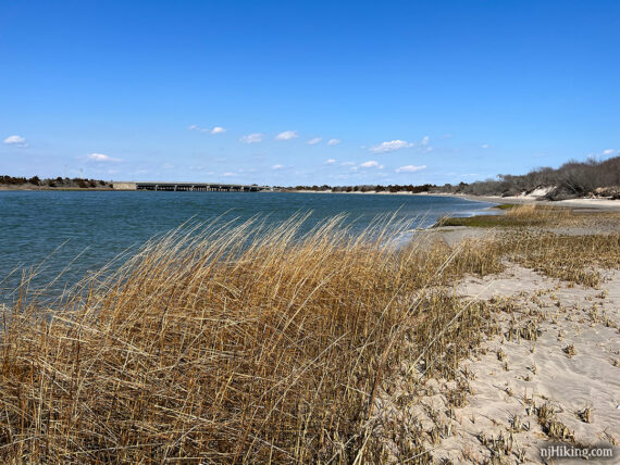 Grasses along a beach next to a bay.