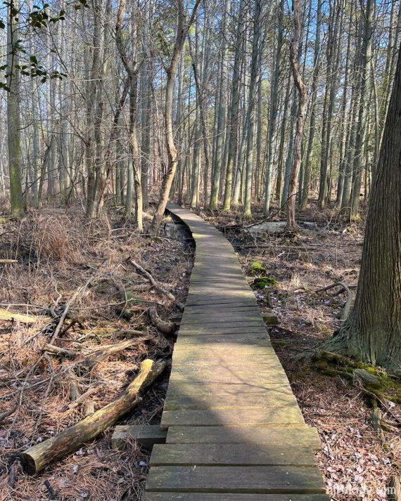 Long wooden boardwalk on a trail.