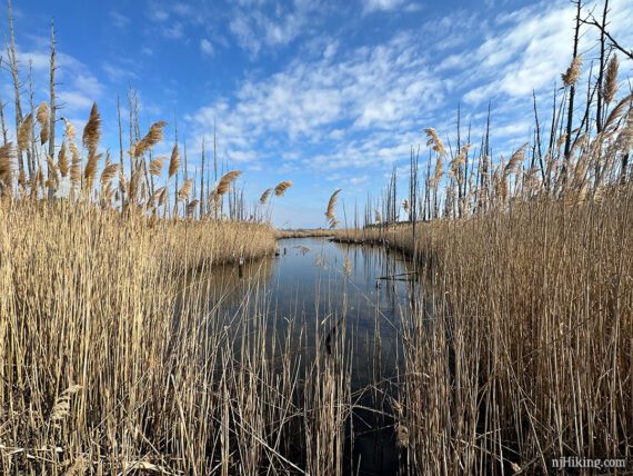 Tall marsh grasses around water with a blue sky overhead.