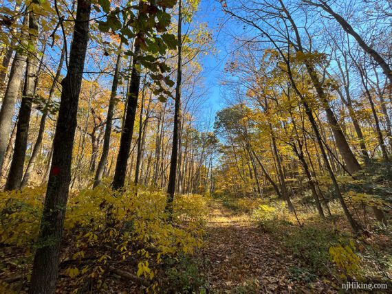 Flat path with tall yellow trees around it.