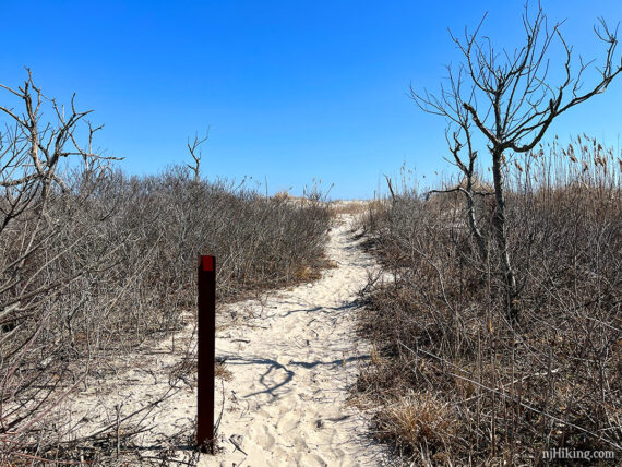 Sandy beach trail winding through low brush and trees.