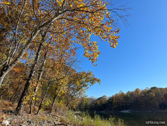 Yellow and rust colored leaves on trees overhanging Spring Lake.