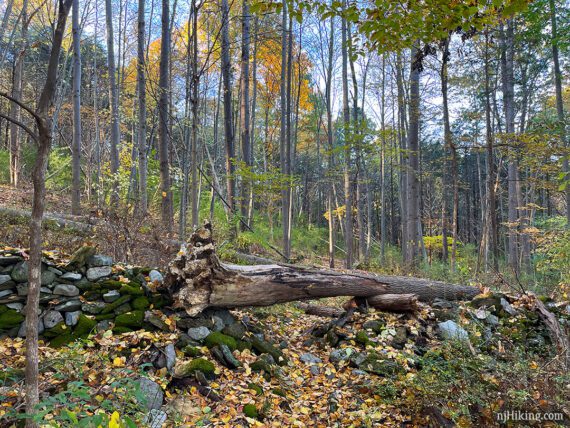 Tree laying across an old stacked stone fence.