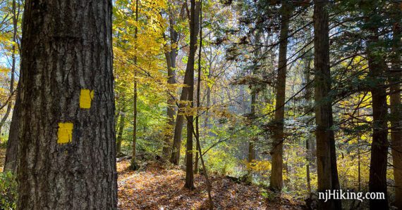 Two yellow trail blazes on a large tree by a fall foliage covered trail.