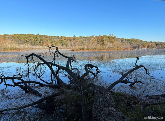 Large downed tree at the edge of Swartswood Lake.