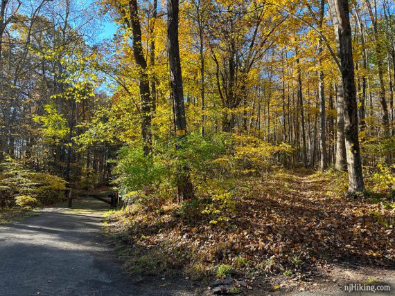 A paved path next to a hiking trail.