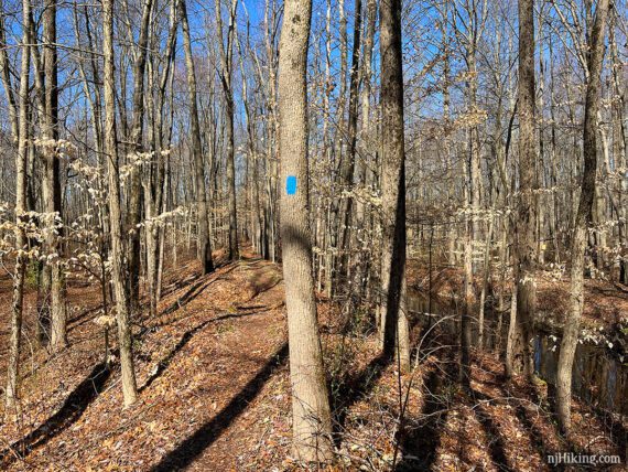 BLUE marker on tree on a raised trail next to a stream.