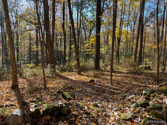 Rocky trail between a break in a low stone wall.