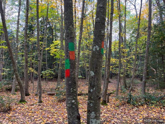 Green and orange rectangular trail markers painted on trees.
