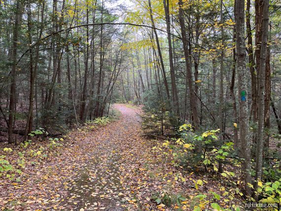 Hemlock Pond Trail on a woods road.