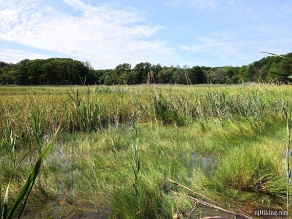 Bright green marsh grasses.