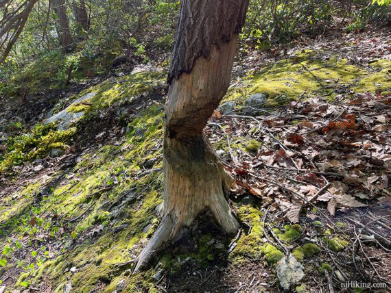 Large tree trunk gnawed almost all the way through.