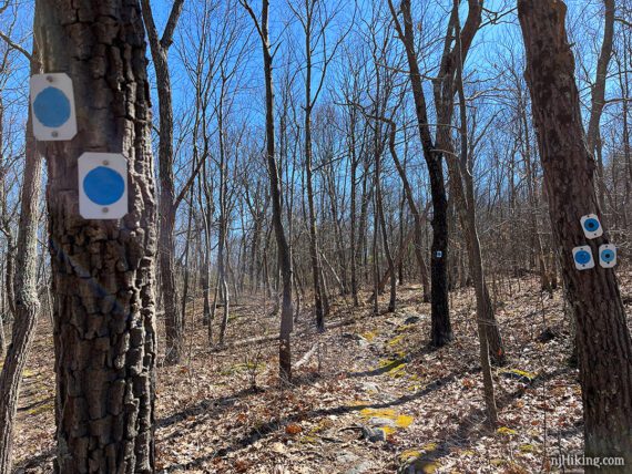 Blue trail markers on trees at an intersection.