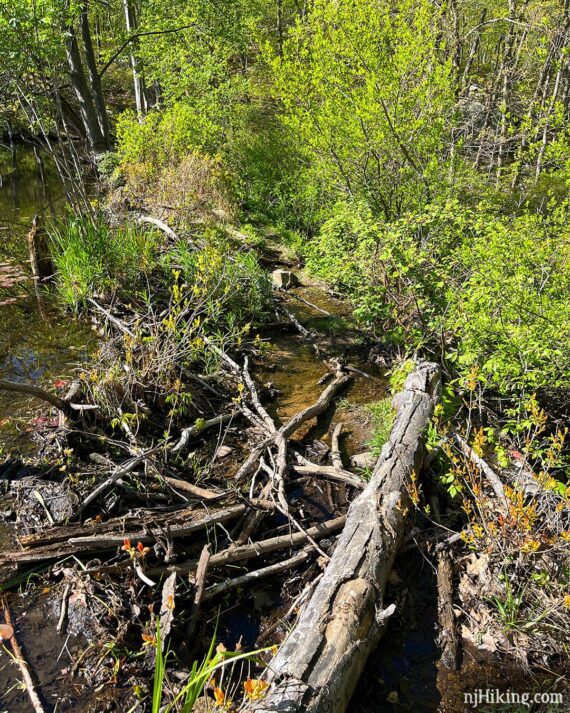 Wet trail with sticks to cross it.