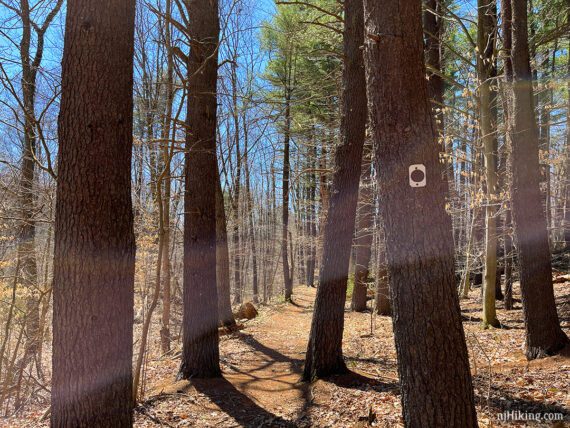 Brown trail marker on a thick tree trunk.