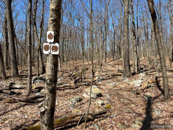 Brown trail markers on a tree.