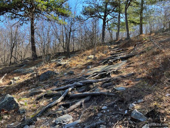 Uphill trail covered in roots.