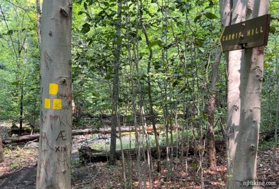 Yellow trail markers and a sign for Carris Hill on a tree.