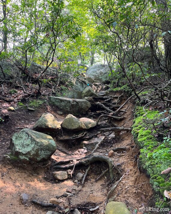Eroded trail with large rocks and exposed roots.