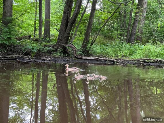 Mother duck with babies swimming in a stream.