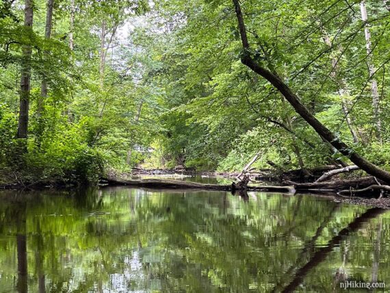 Narrow stream with a fallen tree across it.