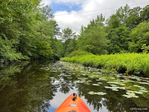 Kayaking around lily pads.