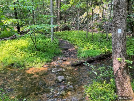 Small rock hop over a wet area.